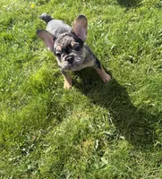 U2, a male French Bulldog for sale in Spanaway, WA – Photo 7 of 7