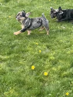 U2, a male French Bulldog for sale in Spanaway, WA – Photo 5 of 7