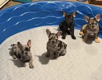 KJ, a female French Bulldog for sale in Spanaway, WA – Photo 2 of 2