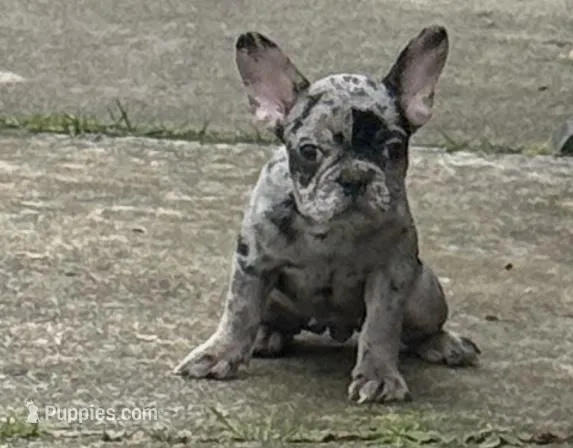 KJ – French Bulldog puppy for sale in Spanaway, WA