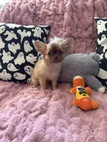Daisy, a female Chihuahua for sale in Norwich, CT – 7 of 8