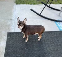AKC Champion Bloodlines , a female Chihuahua for sale in Norwich, CT – 8 of 9