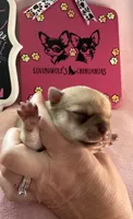 AKC CHAMPION BLOODLINES STAR, a female Chihuahua for sale in Norwich, CT – 5 of 10
