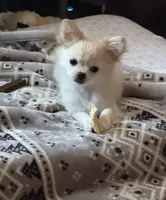Coming , a  Chihuahua for sale in Norwich, CT – 9 of 10
