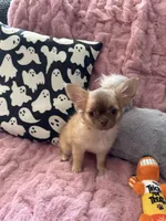 Daisy, a female Chihuahua for sale in Norwich, CT – 8 of 8