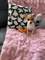 Shilo, a female Chihuahua for sale in Norwich, CT – 2 of 9