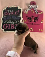 STELLA AKC CHAMPION BLOODLINES , a female Chihuahua for sale in Norwich, CT – 2 of 10