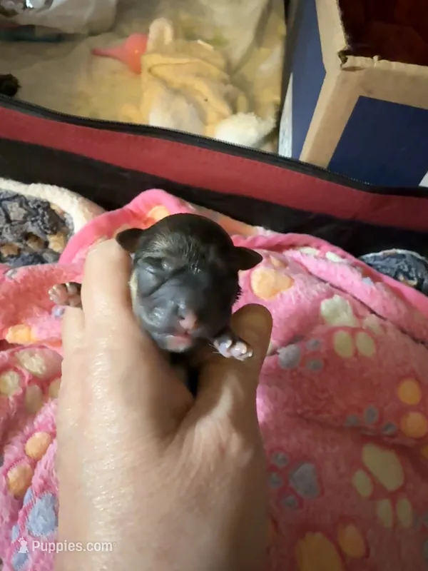 AKC Stella  – Chihuahua puppy for sale in Norwich, CT