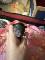 AKC Stella , a female Chihuahua for sale in Norwich, CT – 5 of 9