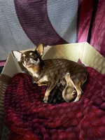 AKC Stella , a female Chihuahua for sale in Norwich, CT – 7 of 9