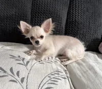 Akela , a male Chihuahua for sale in Norwich, CT – Photo 5 of 7