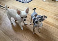 Akela , a male Chihuahua for sale in Norwich, CT – Photo 7 of 7