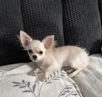 Akela , a male Chihuahua for sale in Norwich, CT – Photo 6 of 7