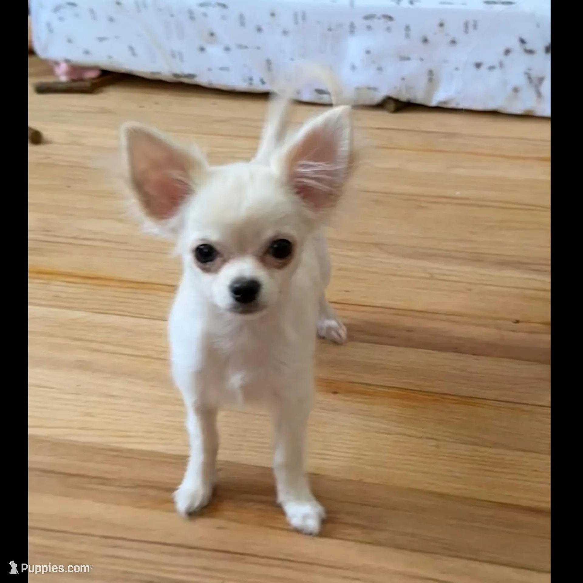 Akela , a male Chihuahua for sale in Norwich, CT – Photo 2 of 7