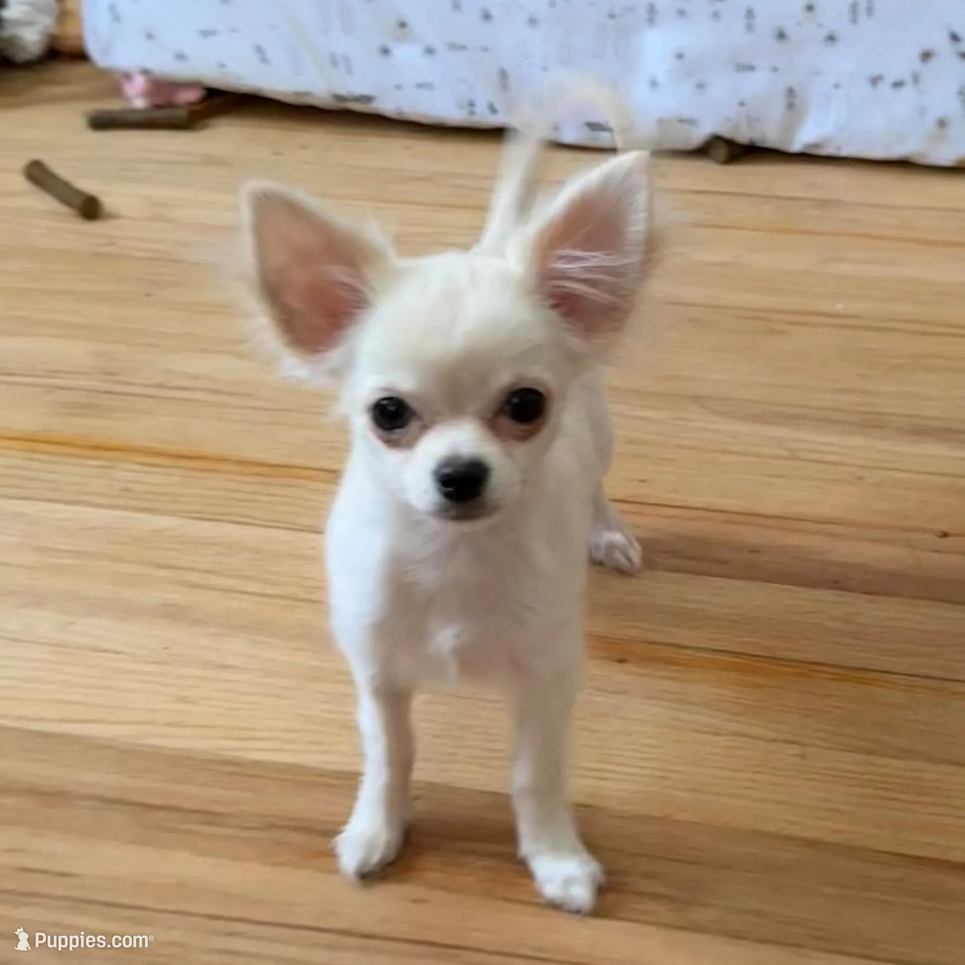 Akela , a male Chihuahua for sale in Norwich, CT – Photo 1 of 7