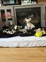 Akela , a male Chihuahua for sale in Norwich, CT – Photo 4 of 7