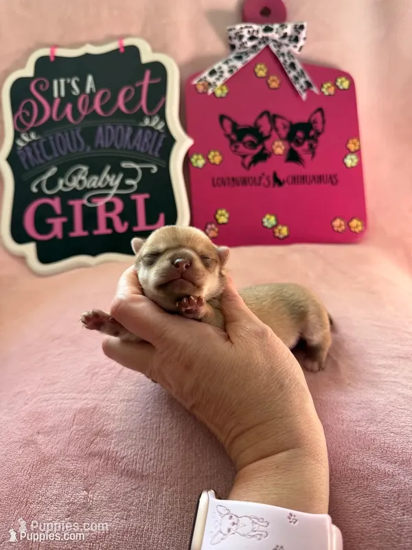 AKC Star  – Chihuahua puppy for sale in Norwich, CT