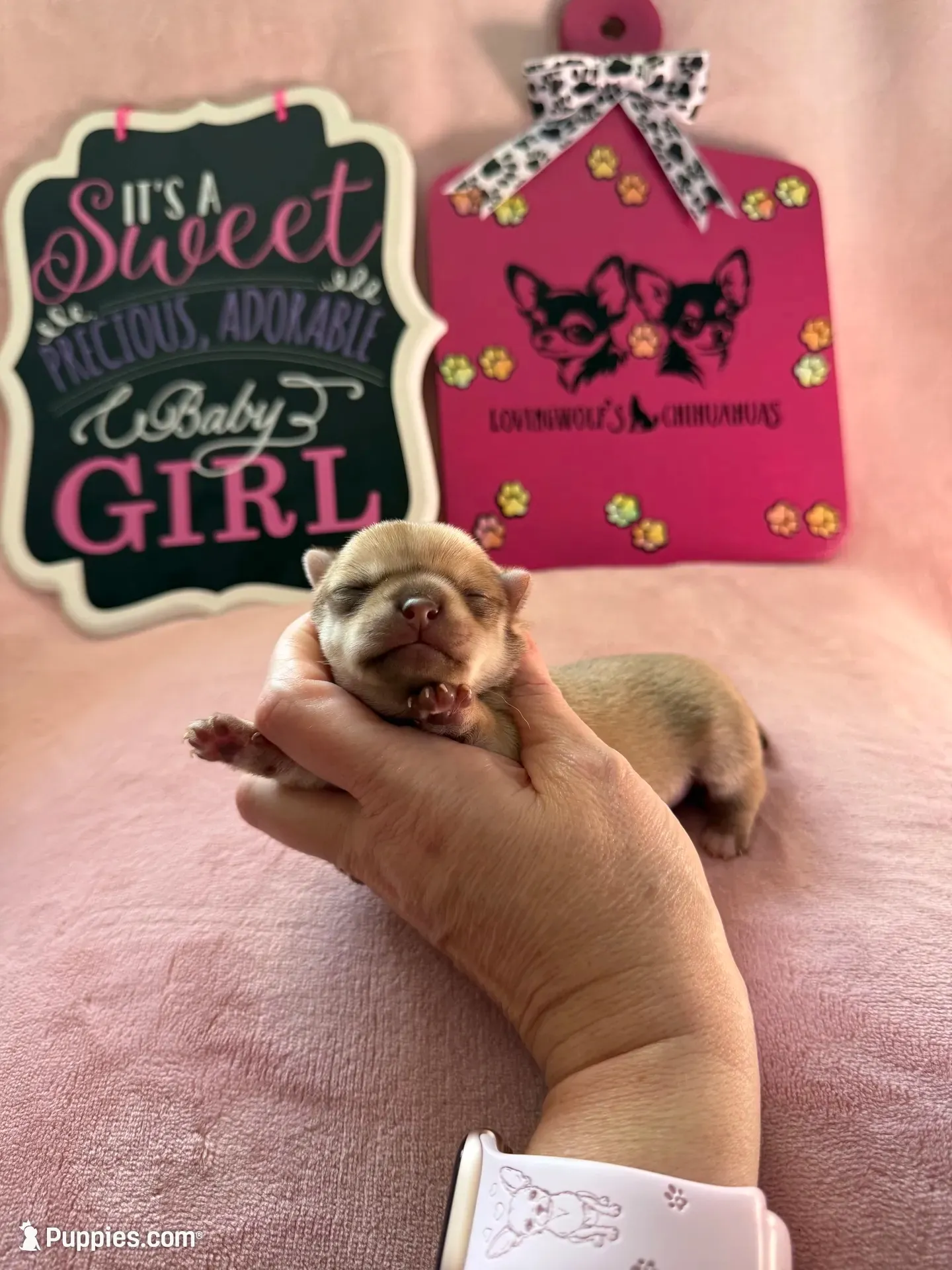 AKC CHAMPION BLOODLINES STAR, a female Chihuahua for sale in Norwich, CT – 1 of 10