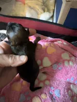 AKC Stella , a female Chihuahua for sale in Norwich, CT – 4 of 9