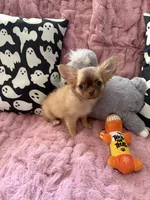 Daisy, a female Chihuahua for sale in Norwich, CT – 1 of 8