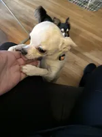 Karter, a male Chihuahua for sale in Norwich, CT – 10 of 10
