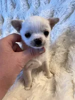 Coming , a  Chihuahua for sale in Norwich, CT – 6 of 10