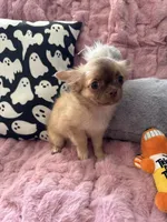 Daisy, a female Chihuahua for sale in Norwich, CT – 3 of 8