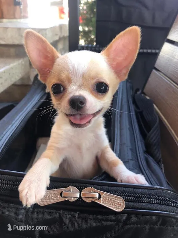 AKC Coming soon  – Chihuahua puppy for sale in Norwich, CT
