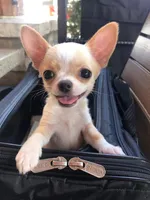 Coming , a  Chihuahua for sale in Norwich, CT – 5 of 10