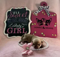 AKC CHAMPION BLOODLINES STAR, a female Chihuahua for sale in Norwich, CT – 4 of 10