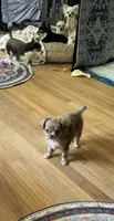Chocolate Merle  , a female Chihuahua for sale in Norwich, CT – 4 of 7