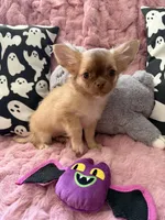 Daisy, a female Chihuahua for sale in Norwich, CT – 6 of 8
