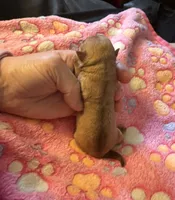 AKC CHAMPION BLOODLINES , a female Chihuahua for sale in Norwich, CT – 6 of 10