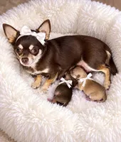 AKC Stella , a female Chihuahua for sale in Norwich, CT – 1 of 9