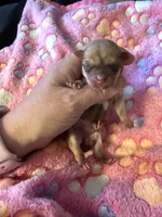 AKC Star, a female Chihuahua for sale in Norwich, CT – 3 of 9