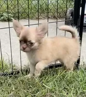 Daisy, a female Chihuahua for sale in Norwich, CT – 5 of 8