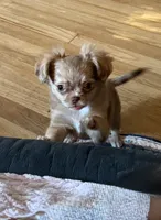 Small girl Bella , a female Chihuahua for sale in Norwich, CT – 7 of 10