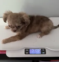 Small girl Bella , a female Chihuahua for sale in Norwich, CT – 10 of 10