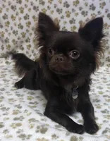 AKC Star, a female Chihuahua for sale in Norwich, CT – 9 of 9