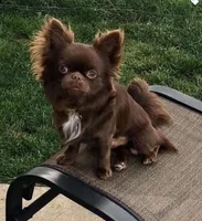 AKC CHAMPION BLOODLINES COMING SOON, a  Chihuahua for sale in Norwich, CT – 8 of 8