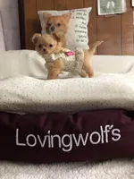 AKC Champion Bloodlines Coming, a  Chihuahua for sale in Norwich, CT – 1 of 9
