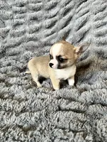Coming , a  Chihuahua for sale in Norwich, CT – 10 of 10