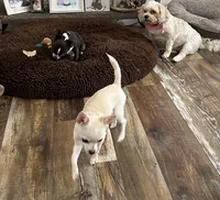 Karter, a male Chihuahua for sale in Norwich, CT – 4 of 10