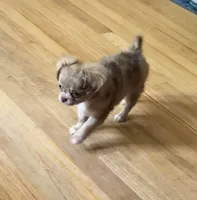 Chocolate Merle  , a female Chihuahua for sale in Norwich, CT – 5 of 7