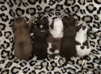 AKC CHAMPION BLOODLINES COMING SOON, a  Chihuahua for sale in Norwich, CT – 3 of 8