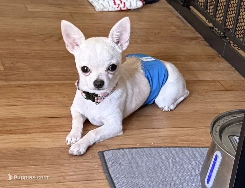 Karter – Chihuahua puppy for sale in Norwich, CT