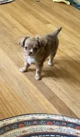 Chocolate Merle  , a female Chihuahua for sale in Norwich, CT – 7 of 7