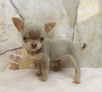 Tiny Lilac Blue, a male Chihuahua for sale in Norwich, CT – Photo 5 of 9