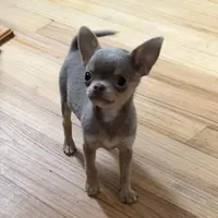 Hold, a male Chihuahua for sale in Norwich, CT – Photo 1 of 5