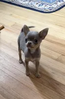 Tiny Lilac Blue, a male Chihuahua for sale in Norwich, CT – Photo 1 of 9